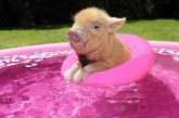 Двадцать причин считать свинок самыми очаровательными существами. ФОТО