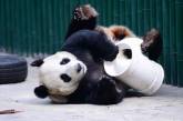 Сюрприз: в зоопарке самца панды четыре года считали «девочкой».ФОТО