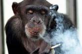 600 тыс.испанцев бросили курить после введения закона о запрете курения в кафе