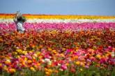 Цветочные поля Калифорнии в ярких снимках. Фото