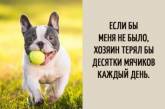 "Мысли" собак в прикольных открытках. ФОТО
