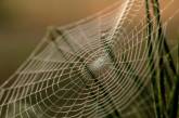 Ученые создали шелкопрядов с генами пауков, из волокон которых можно делать пластмассу