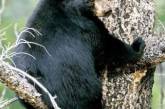 В Америке медведь прогулялся по жилому кварталу и уснул на дереве