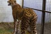 В Хитроу задержали следовавшего в Россию гепарда