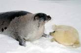 Тюленей в Канаде вскоре может не стать: за два года погибли почти все их детёныши из-за таяния льдов 