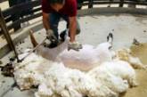 Стрижку овец предлагают внести в программу Олимпийских игр