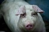 В селах массово вырезают свиней