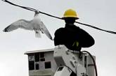 Канадский электромонтер спас застрявшую в проводах чайку