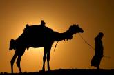 Из-за упадка туризма в послереволюционном Египте начали гибнуть от голода верблюды и лошади