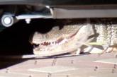 Двухметровый аллигатор, спрятавшийся под машиной, перепугал американскую семью. ФОТО