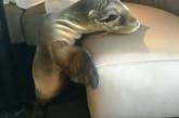Морской лев отобедал в одном их ресторанов города Сан-Диего. ФОТО