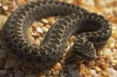 Полуторагодовалый "геракл" отгрыз голову 35-сантиметровой змее