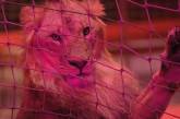 Десять украинских львов гибнут на границе России