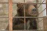 Министр решил спасти луганского медведя Потапа 