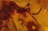 Ученые обнаружили муху-единорога
