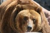 Ученые выяснили, что медведи не любят мед  