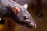 Гигантские крысы атаковали шведский город