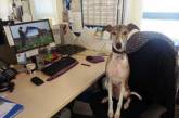 Забавные снимки собак на рабочем месте их хозяев. ФОТО
