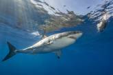 Интересные факты об акулах. ФОТО