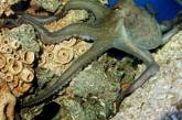 В Крыму к Евро-2012 усиленно тренируют осьминога Павлика 