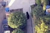 Мужик, набирая sms, столкнулся на улице с медведем