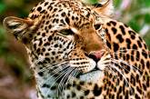 Эстонский зоопарк провел прямую трансляцию рождения леопардов