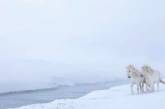 Фотограф создал сказочную серию с Исландскими лошадьми. Фото
