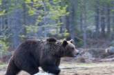 Из Испании могут депортировать медведя: названа причина