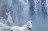 Лошади на фоне эпических исландских пейзажей. ФОТО