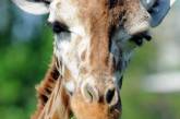 После налета вандалов в польском зоопарке умерли два жирафа