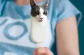 Коты и еда: уморительные фотки, сделанные с помощью фотошопа. ФОТО