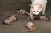 В Крыму дворник жестоко расправилась с месячными котятами на глазах у детей 