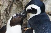У пингвинов-геев появился ребенок 