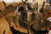 Пять сотен кошек стали причиной распада израильской семьи