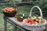  Помидорный Джо:американский фермер выращивает 3-метровые томаты и собирает урожай с лестницы 