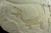 Палеонтологи откопали в Германии скелет пушистого динозавра