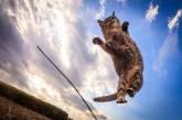 Удивительные летающие кошки