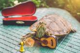 Приключения пары черепах на снимках в Instagram.ФОТО