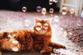 Кошка по кличке Котлета стала звездой Instagram.ФОТО