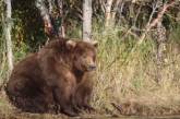 На Аляске выбрали самого толстого медведя.ФОТО