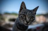 Кошачий рай: остров кошек Аосима. ФОТО