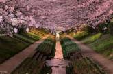 Японский сад потерял сотни тысяч из-за стеснительного билетера