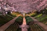 Умора: японский сад потерял сотни тысяч из-за стеснительного билетера