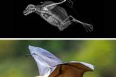 Как выглядят разные виды животных на рентгеновских снимках. ФОТО