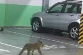Одесских водителей изрядно удивил львенок, разгуливающий по паркингу. ВИДЕО