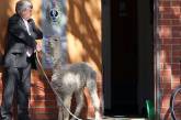 Австралиец сходил со своей альпакой в полицейский участок