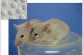 Удалось получить мышь из искусственных половых клеток