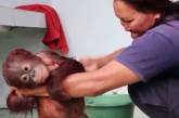 Спасённый малыш-орангутанг впервые в жизни хорошенько вымылся - смешное видео