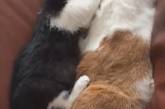 Котёнок, делающий массаж «приёмному отцу», повеселил сеть