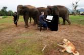 Музыка в приюте для слонов. ФОТО